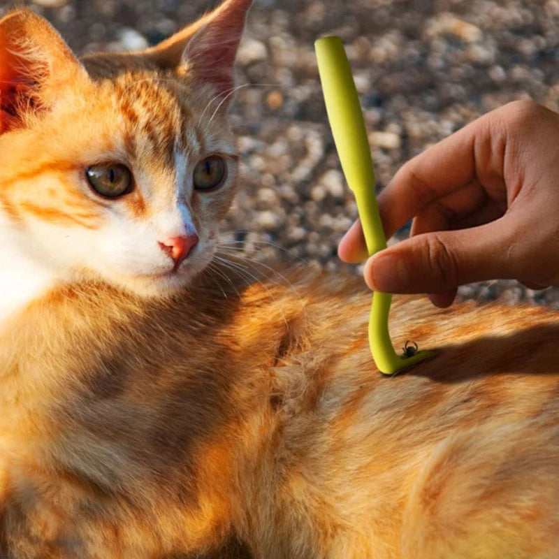Cat Accessories